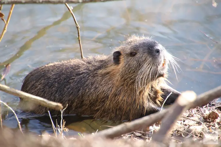 Waterschap Limburg teleurgesteld in nieuwe Faunabeheerplan bever